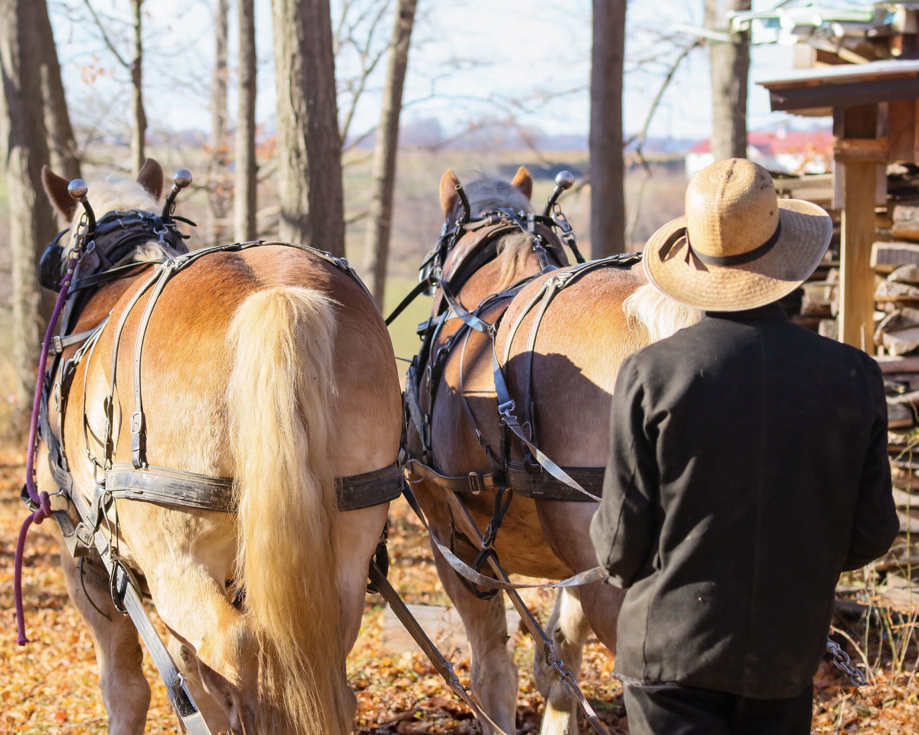 lester-miller-logging element